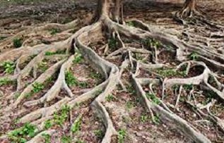 Rüyada Kök Görmek