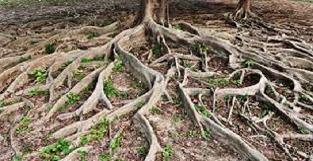 Rüyada Kök Görmek