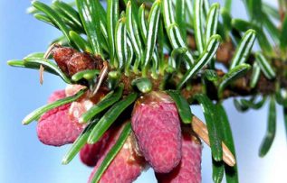 Rüyada Köknar Görmek