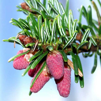 Rüyada Köknar Görmek