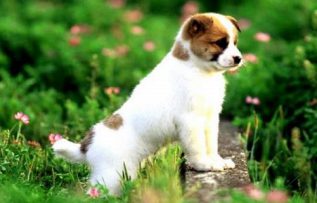 Rüyada Konuşan Köpek Görmek