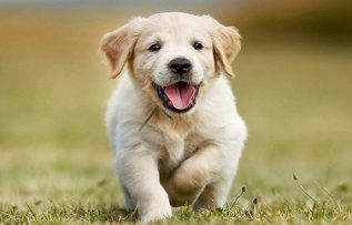 Rüyada Köpeğe Sarılmak