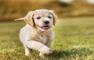 Rüyada Köpek Görmek