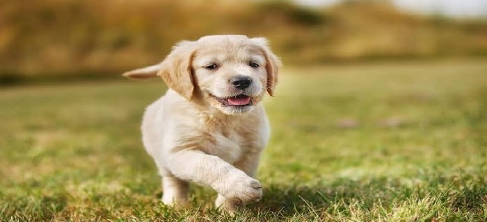 Rüyada Köpek Görmek