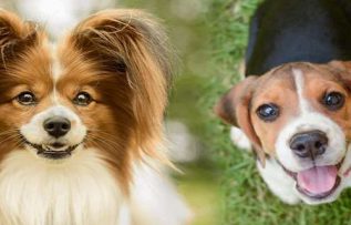 Rüyada Köpek Havlaması