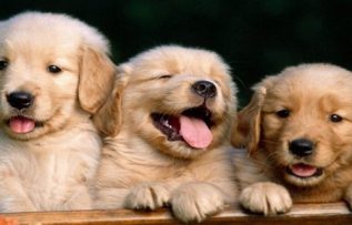 Rüyada Köpek Isırması