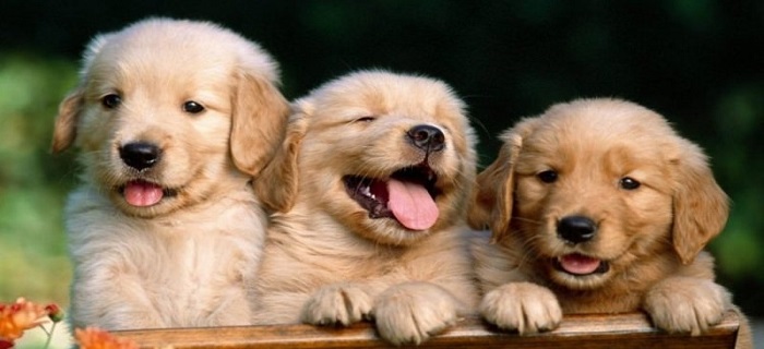 Rüyada Köpek Isırması