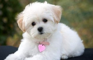 Rüyada Köpek Ölmesi