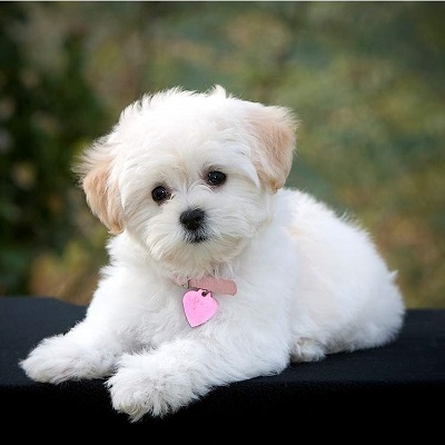 Rüyada Köpek Ölmesi