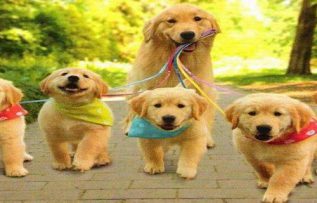 Rüyada Köpek Sahiplenmek