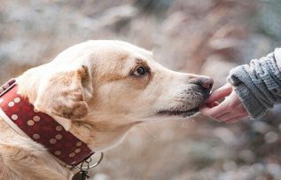 Rüyada Köpek Sevmek