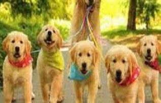 Rüyada Köpek Sürüsü Görmek