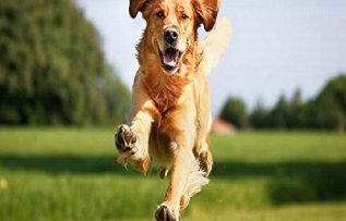 Rüyada Köpekle Oynamak