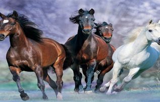 Rüyada Koşan At Görmek