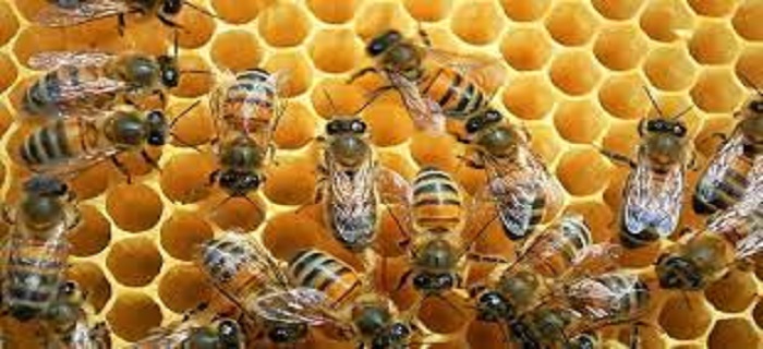 Rüyada Kovan Görmek