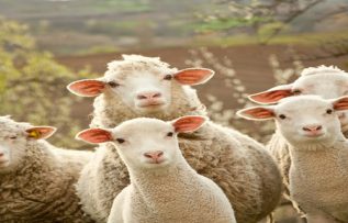 Rüyada Koyun Kesmek