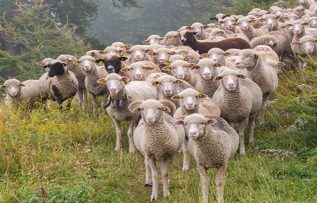 Rüyada Koyun Sürüsü Görmek