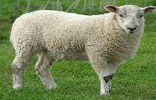 Rüyada Koyun Yüzdüğünü Görmek