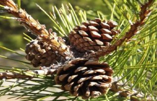 Rüyada Kozalak Görmek