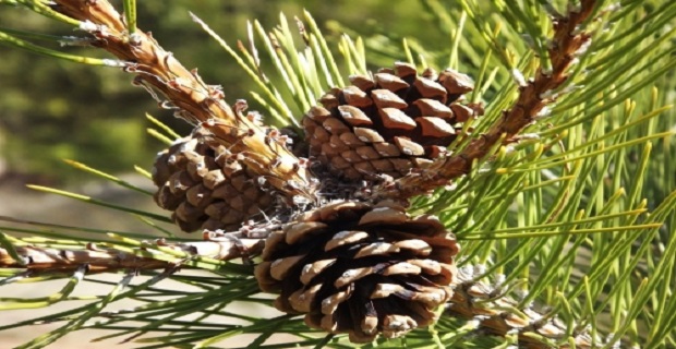 Rüyada Kozalak Görmek