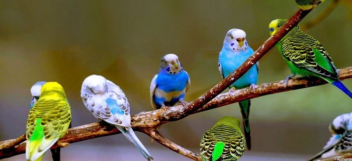 Rüyada Küçük Kuşlar Görmek