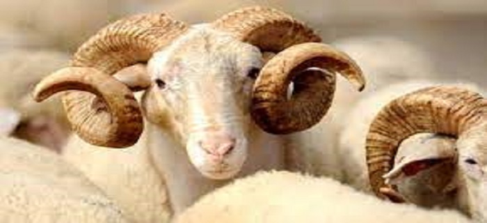 Rüyada Kurban Kesildiğini Görmek