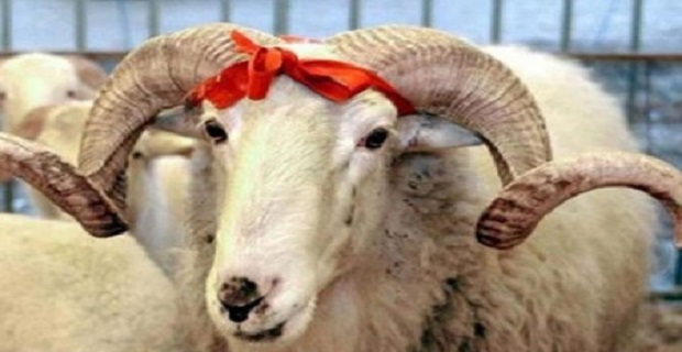 Rüyada Kurban Kesmek