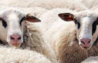 Rüyada Kurbanlık Koyun Görmek