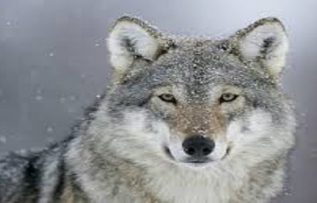 Rüyada Kurt Görmek