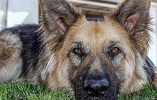 Rüyada Kurt Köpeği Görmek