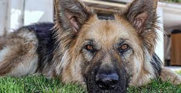 Rüyada Kurt Köpeği Görmek