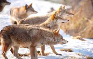 Rüyada Kurt Sürüsü Görmek