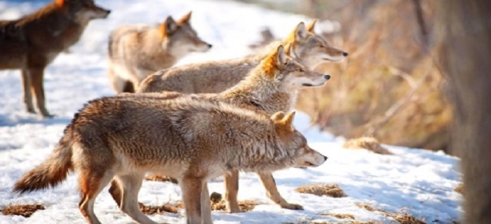 Rüyada Kurt Sürüsü Görmek