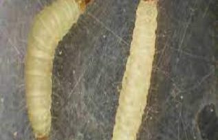 Rüyada Kurtçuk Görmek