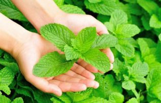 Rüyada Kuru Nane Toplamak