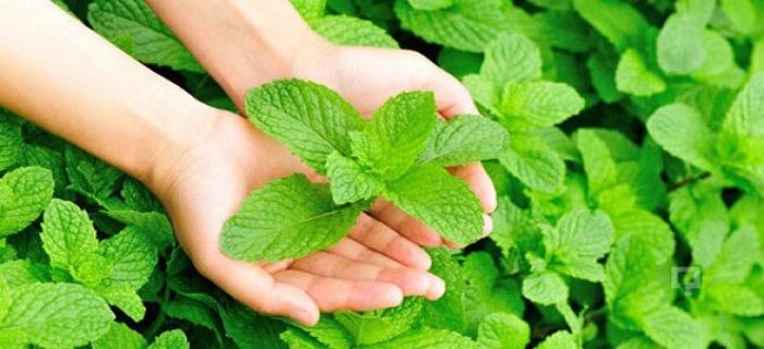 Rüyada Kuru Nane Toplamak