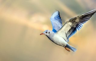 Rüyada Kuş Darısı Görmek