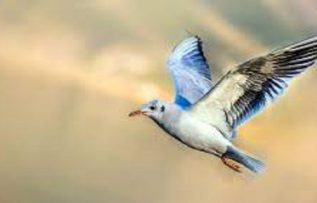 Rüyada Kuş Öldürmek