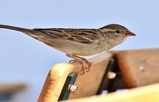Rüyada Kuş Yumurtası Görmek