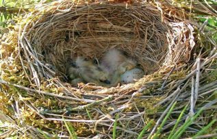 Rüyada Kuş Yuvası Görmek