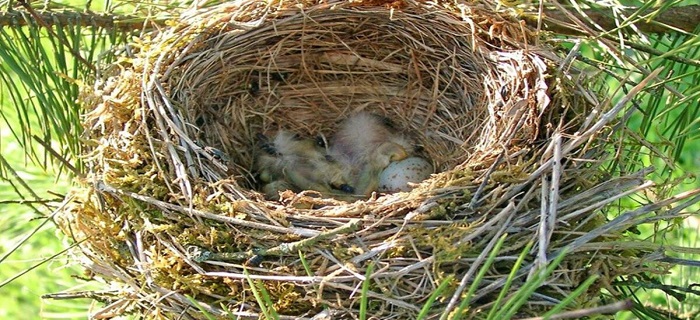 Rüyada Kuş Yuvası Görmek