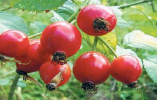 Rüyada Kuşburnu Görmek