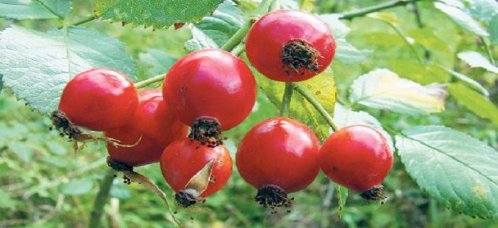 Rüyada Kuşburnu Görmek