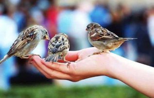 Rüyada Kuşlara Yem Vermek