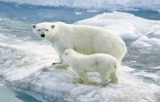 Rüyada Kutup Ayısı Görmek
