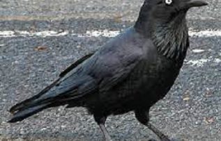 Rüyada Kuzgun Görmek