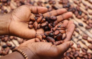 İklim krizi kahve ve çikolata kaynaklarını tehdit ediyor