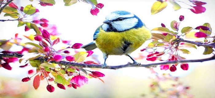 Rüyada Kuşun Konuştuğunu Görmek