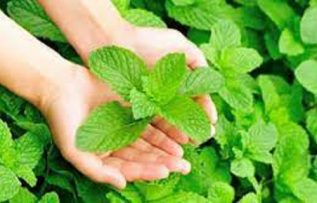 Rüyada Nane Görmek