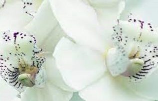 Rüyada Orkide Görmek